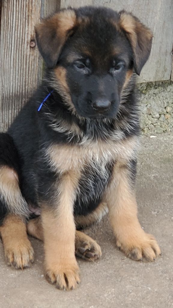 des Champs Brûlés - Chiot disponible  - Berger Allemand