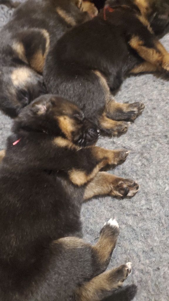 des Champs Brûlés - Chiot disponible  - Berger Allemand