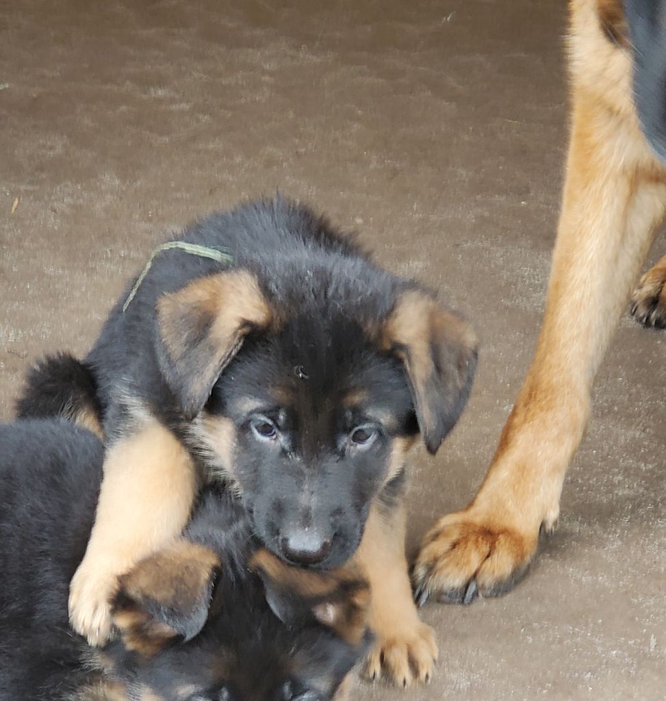 des Champs Brûlés - Chiot disponible  - Berger Allemand