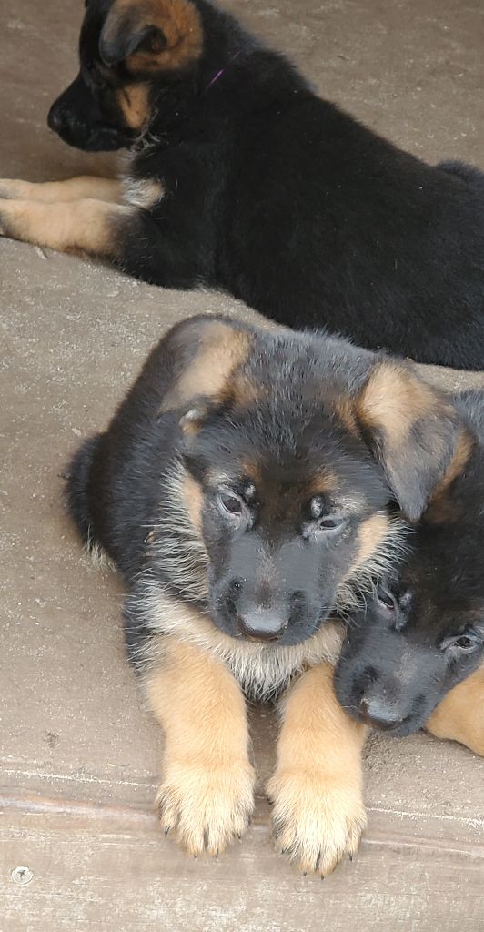 des Champs Brûlés - Chiot disponible  - Berger Allemand