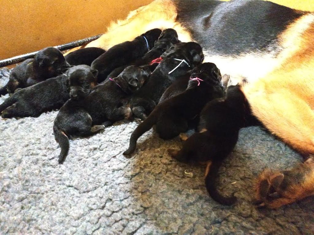 chiot Berger Allemand des Champs Brûlés