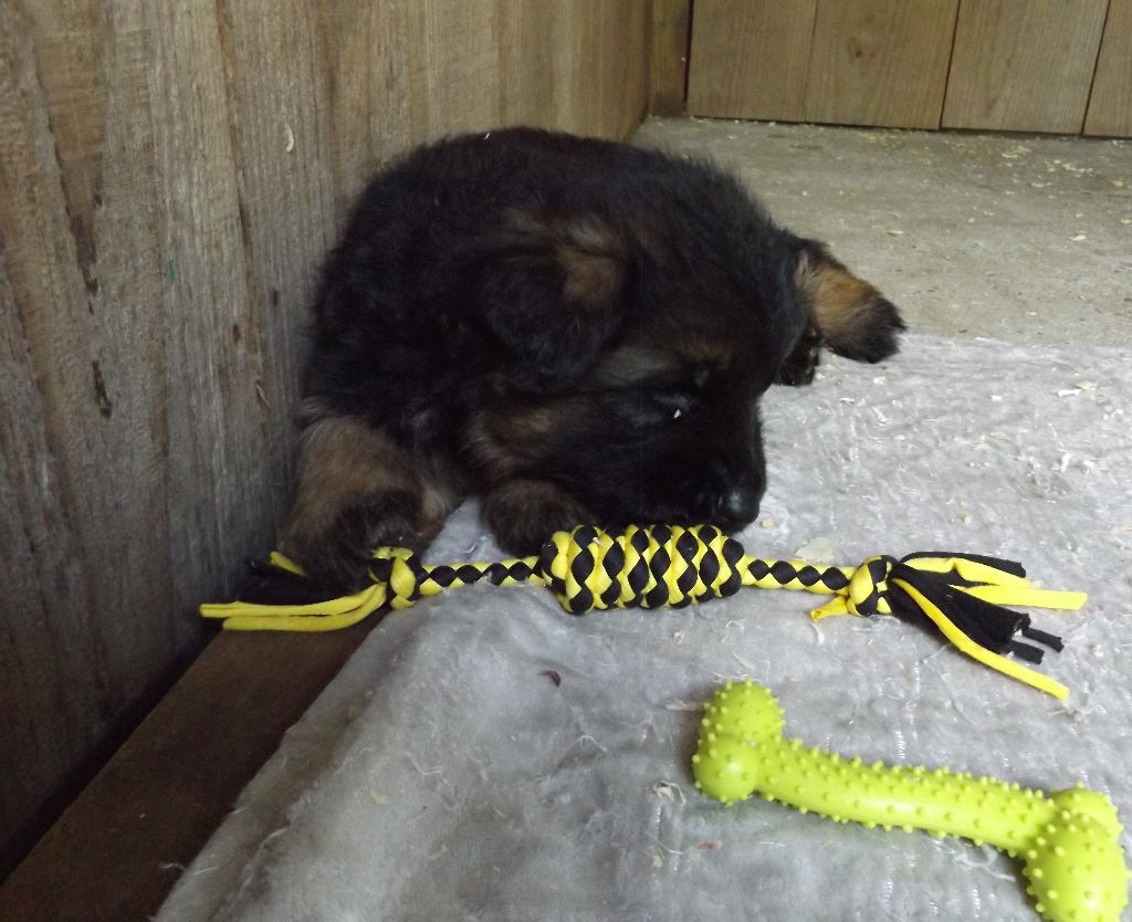 chiot Berger Allemand Poil Long des Champs Brûlés