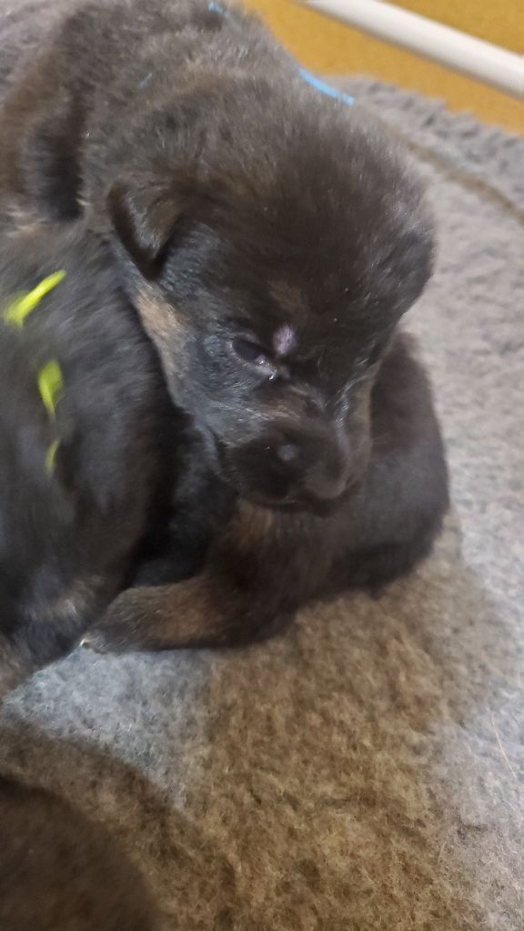 des Champs Brûlés - Chiot disponible  - Berger Allemand