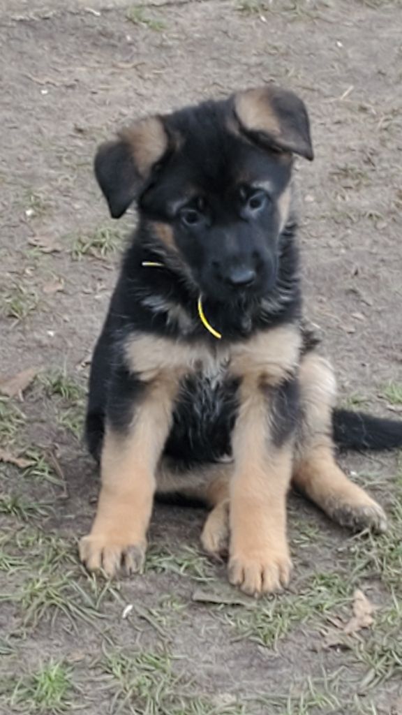 des Champs Brûlés - Chiot disponible  - Berger Allemand