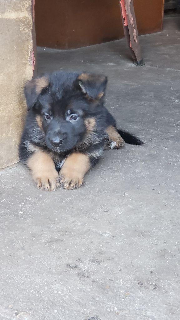 chiot Berger Allemand des Champs Brûlés