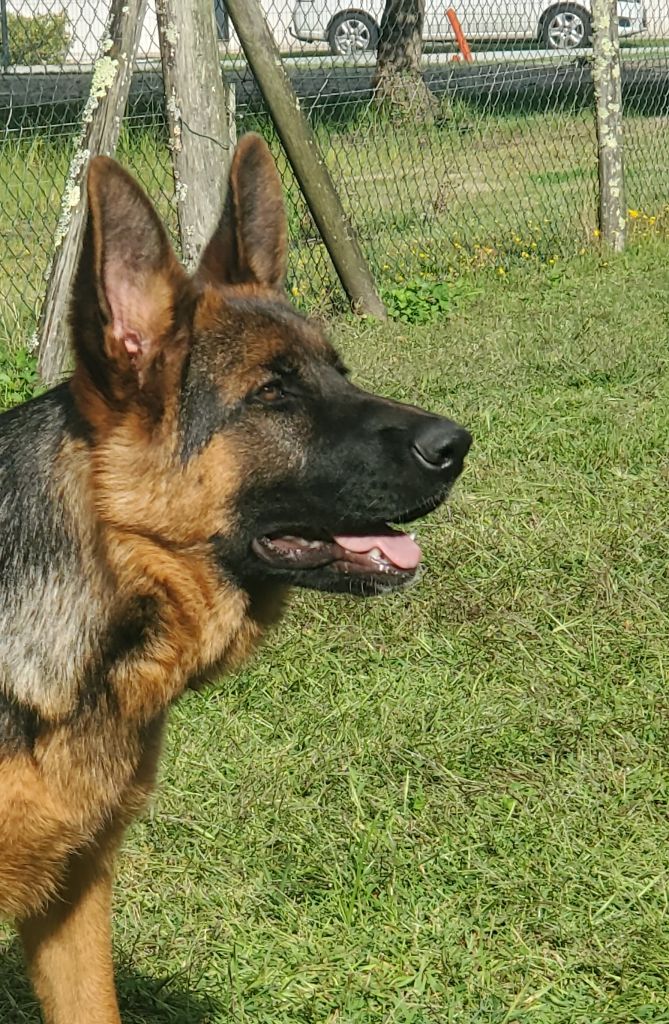 Vaiana des Champs Brûlés