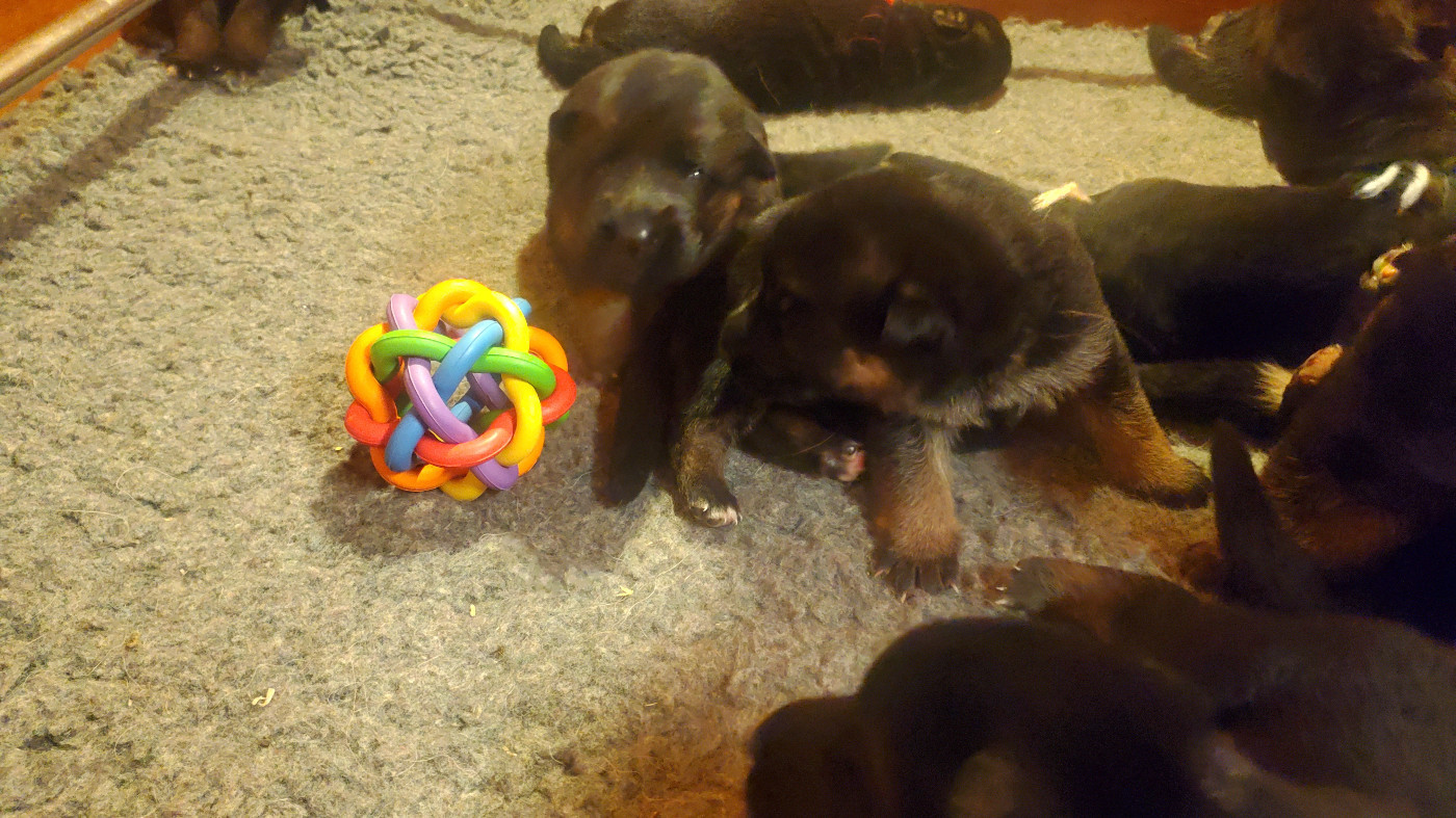 des Champs Brûlés - reservations et visites ouvertes pour les bb de Razzia