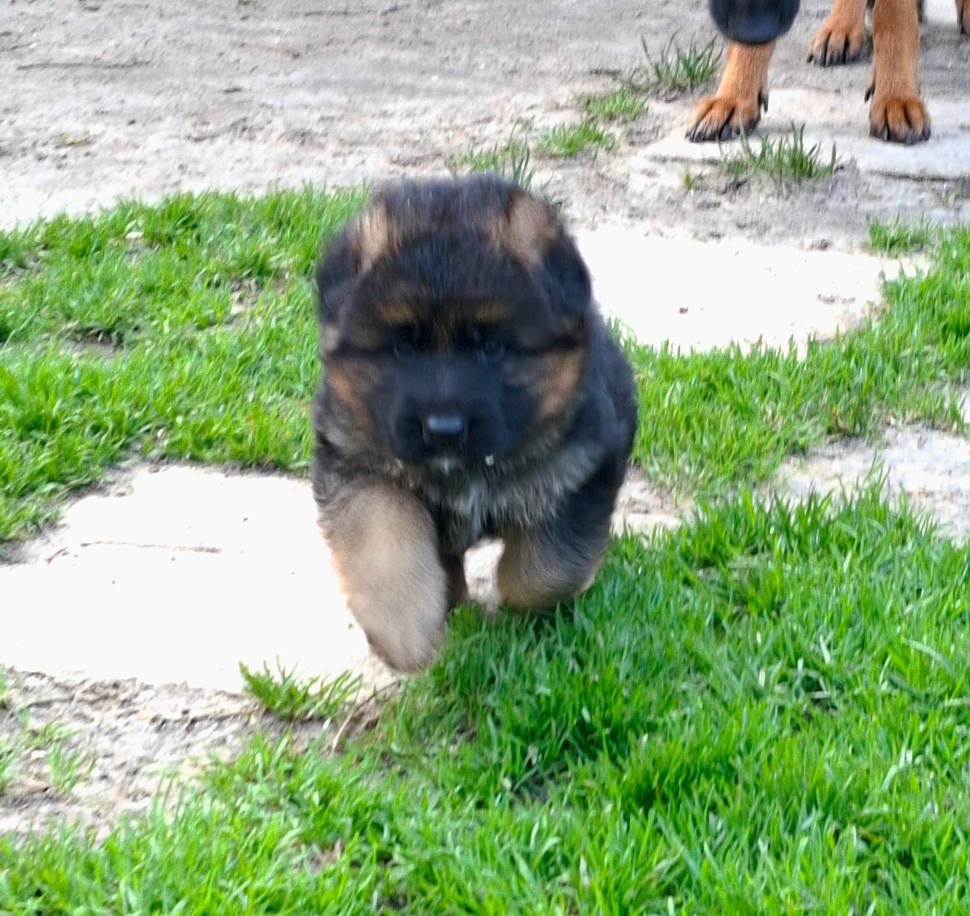 4 bb Pour Rafale et Salto