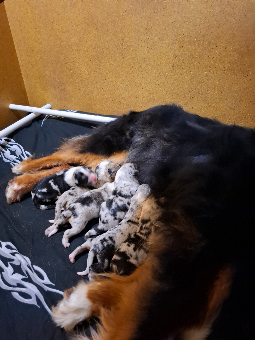 Les petites truffes sont arrivées en ce jour du 13 avril 2026!!!