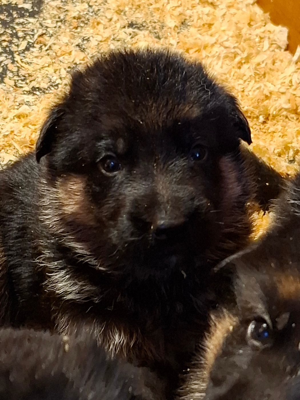 des Champs Brûlés - Chiots disponibles - Berger Allemand