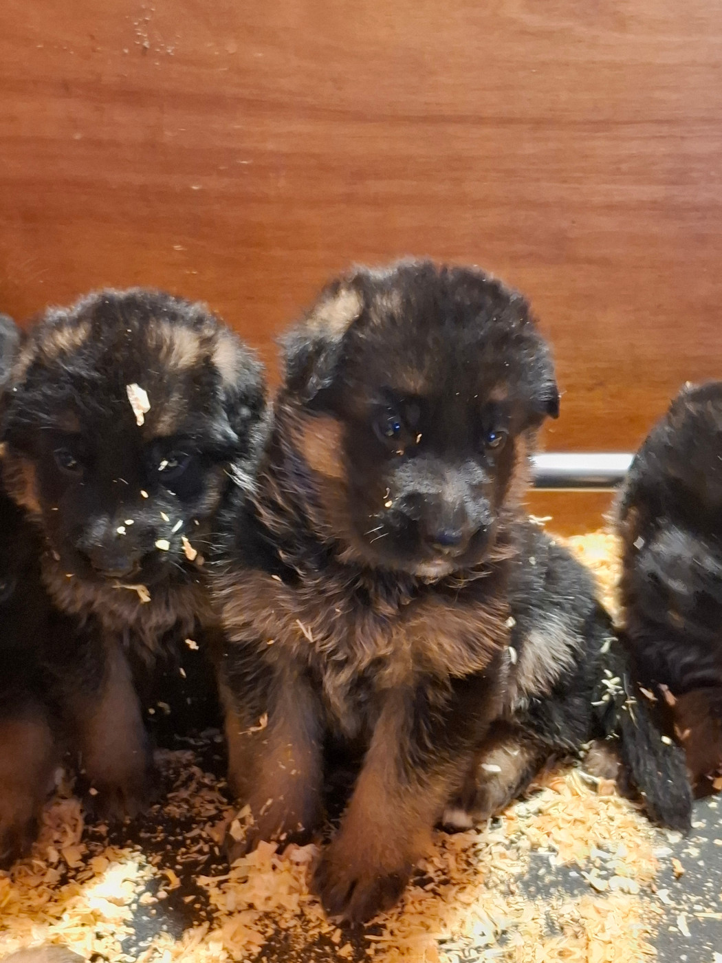 des Champs Brûlés - Chiots disponibles - Berger Allemand