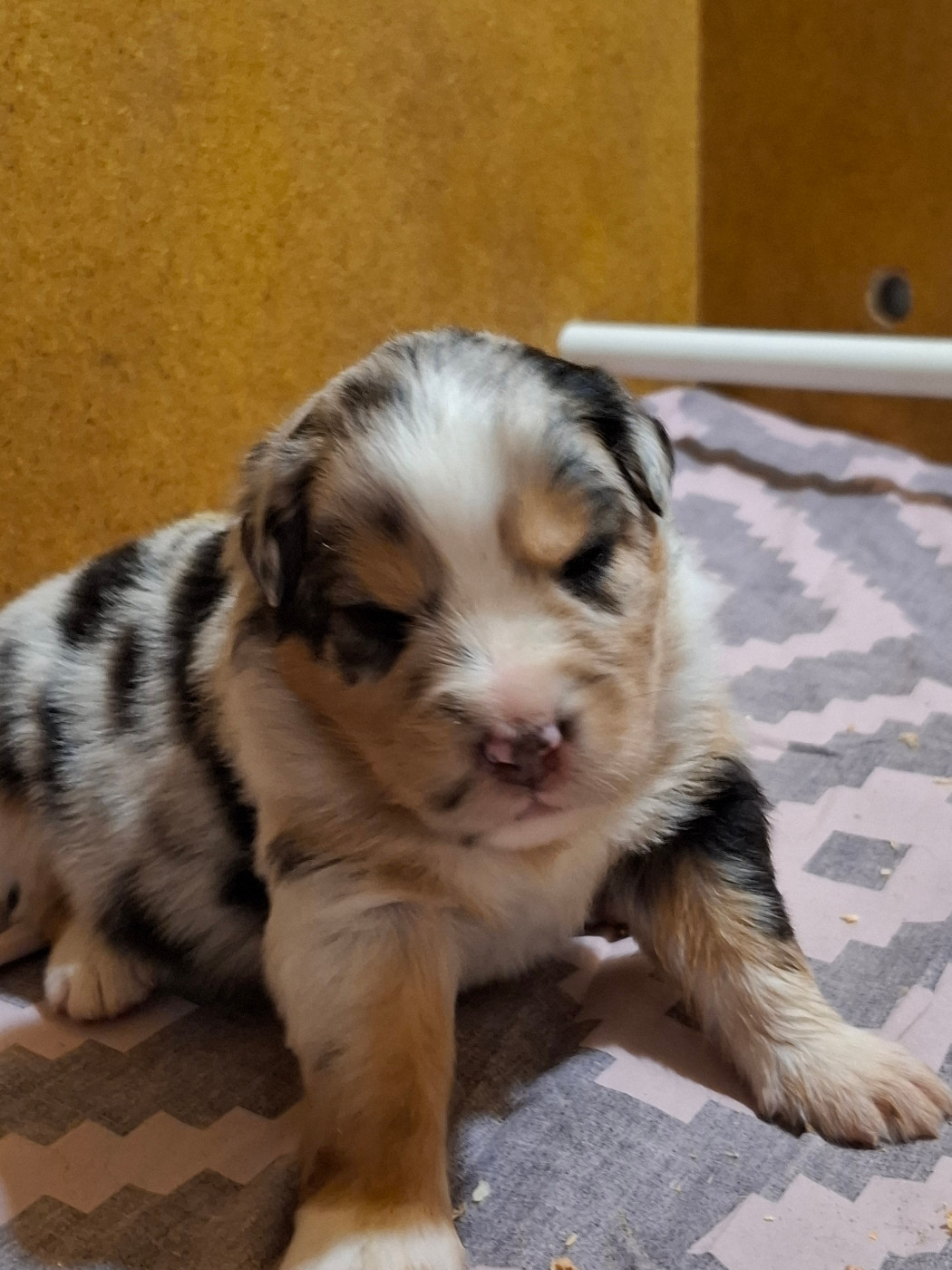 des Champs Brûlés - Chiots disponibles - Berger Australien