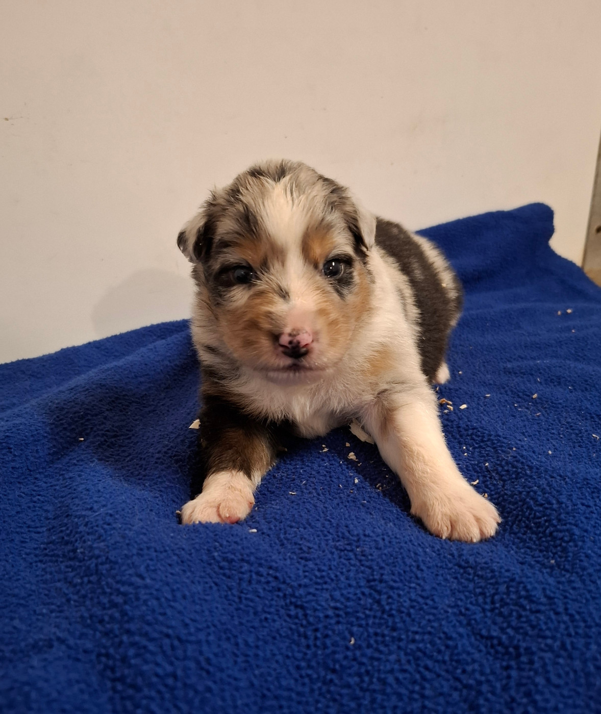 des Champs Brûlés - Chiots disponibles - Berger Australien