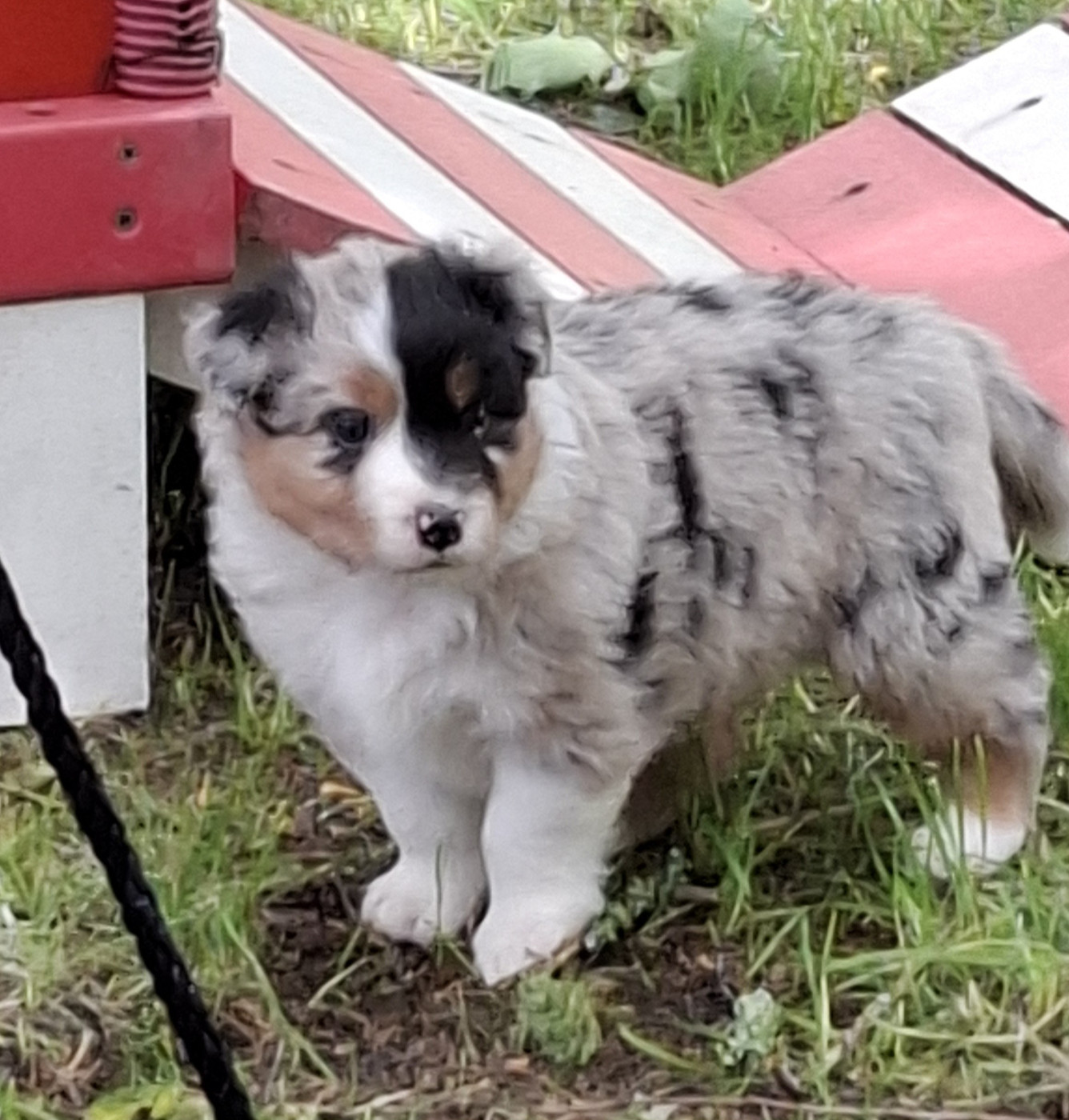Chiot Berger Australien des Champs Brûlés