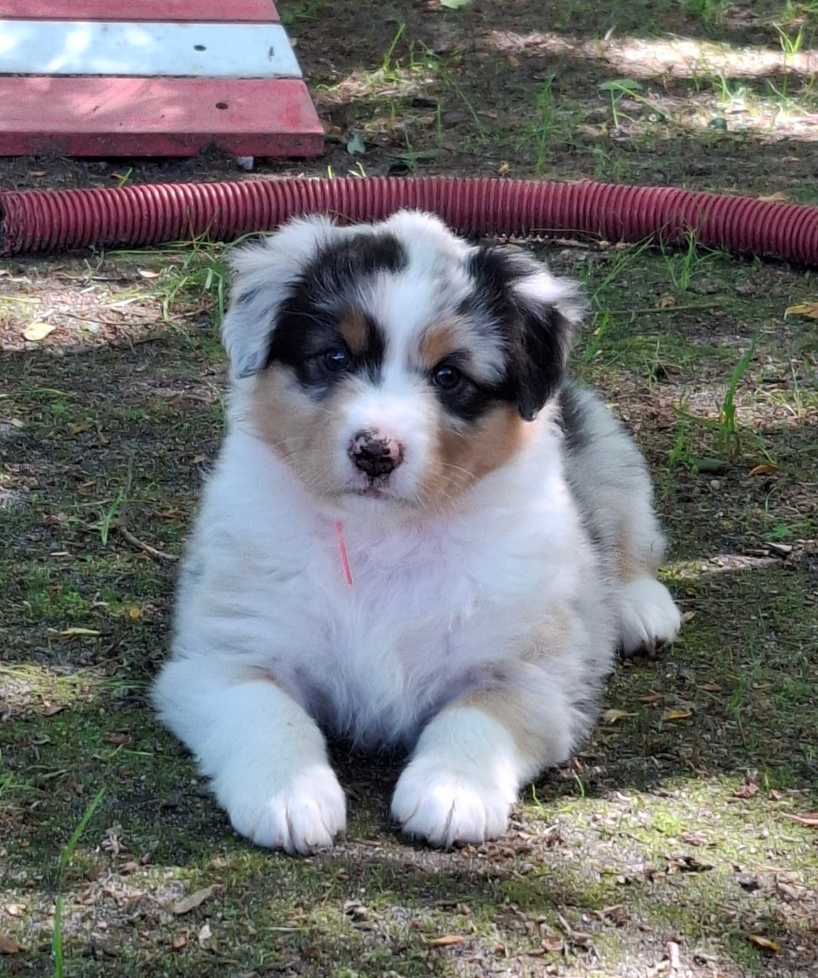 des Champs Brûlés - Chiots disponibles - Berger Australien